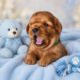 Puppy 2, Green Collar, Male - Ruby male Cavalier King Charles Spaniel puppy in Paterson, Washington from Royal Garden Cavaliers