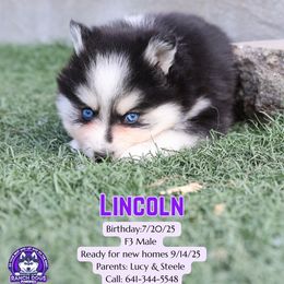 Lincoln - Black and white male Pomsky puppy in Humeston, Iowa from M.A.R. Dogs