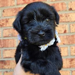 Elvira - Black female Miniature Schnauzer puppy in Hickory, North Carolina from Selene's Schnauzers