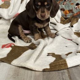 Jersey - Chocolate male Dachshund puppy in Paso Robles, California from Nicole's Dachshunds
