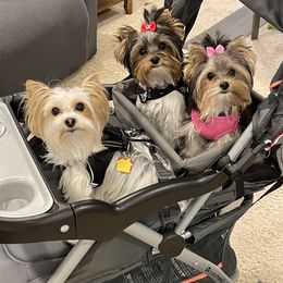 Yorkshire Terrier Puppies from Moonbabies Yorkies