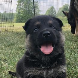 German Shepherd Puppies from Aus Gerstbrei German Shepherds