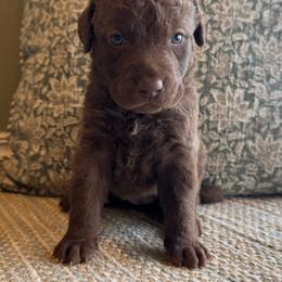 Inca - Brown female Chesapeake Bay Retriever puppy in Ulen, Minnesota from North Wind Gundogs