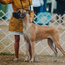 Lilly - Great Dane