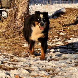 Cj - female Australian Shepherd puppy in Oakland, Arkansas from Lone creek Aussies