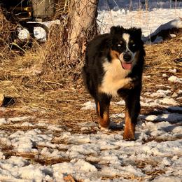 Cj - female Australian Shepherd puppy in Oakland, Arkansas from Lone creek Aussies