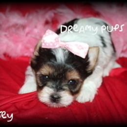 AKC Rosey SOLD - Black tan and white female Biewer Terrier puppy in Kennesaw, Georgia from Dreamy Pups