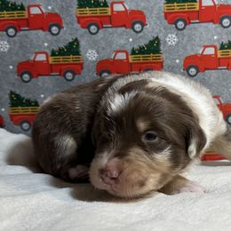 Australian Shepherd Puppies from M3 Sassafrass Ranch