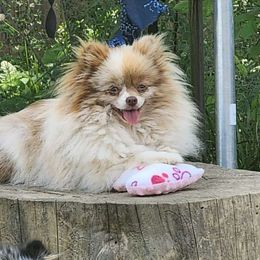 Gemini - Pomeranian