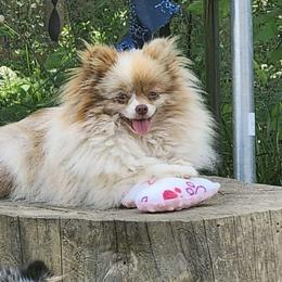 Gemini - Pomeranian