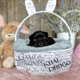 Game of Thrones Khal Drogo - Black and tan male French Bulldog puppy in Salem, Oregon from Toy House Frenchies