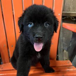 Oak - Black & white male Australian Shepherd puppy in Whitwell, Tennessee from Owl Hollow Farm