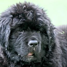 Newfoundland Puppies from Shorepath Newfoundlands