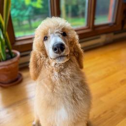 Leif - Cream male Poodle puppy in Detroit Lakes, Minnesota from Pickerel Pups
