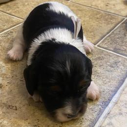 OREO. CKC FULL RIGHTS - Black and cream male Dachshund puppy in Elizabethtown, Kentucky from Teeny Tiny Puppy Tails
