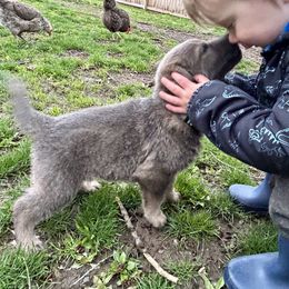 German Shepherd Puppies from Scenic City Shepherds