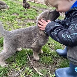 German Shepherd Puppies from Scenic City Shepherds