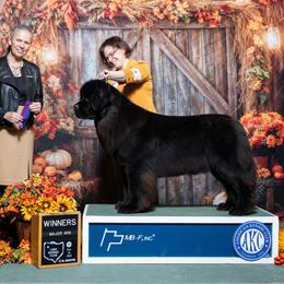 Newfoundland All Grown Up from Cape Fear Newfoundlands