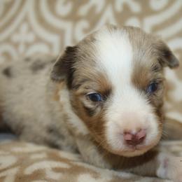 Lucky - Red merle male Toy Australian Shepherd puppy in Licking, Missouri from Burnett Aussies