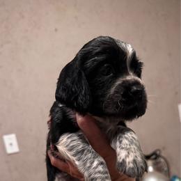 Orange Collar Girl - Black and white female English Springer Spaniel puppy in Collins, Georgia from English Springer Spaniels at Lands Lodge