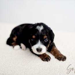 Sol - Tri-color male Bernedoodle puppy in Athens, Alabama from Brewing Doodles