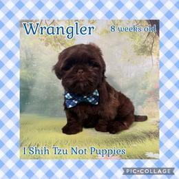 Wrangler - Liver male Shih Tzu puppy in Beatrice, Nebraska from I Shih Tzu Not Puppies
