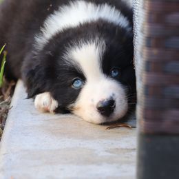 Amy - Black & white female Miniature Australian Shepherd puppy in Goliad, Texas from Sassy Lil Aussies and Diamond W Poodles