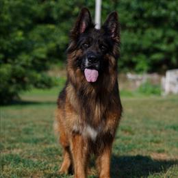 Wasa - German Shepherd