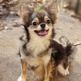 Bindy - Chihuahua
