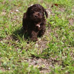 Cockapoo Puppies from JP Cockapoos LLC
