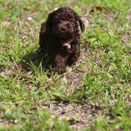 Cockapoo Puppies from JP Cockapoos LLC