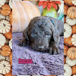 Cocoa - Chocolate female Goldendoodle puppy in Caddo Mills, Texas from Fire Wife Doodles