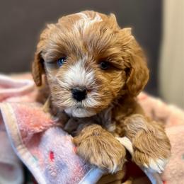 Maki - Wheaten female Miniature Schnauzer puppy in Kings Mountain, North Carolina from Behind the Beard Schnauzers