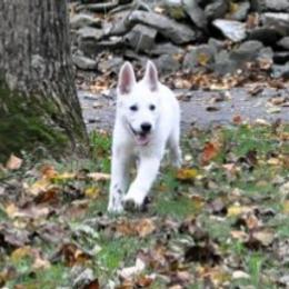 Berger Blanc Suisse and Shiloh Shepherd Puppies from MountainTop Shepherds