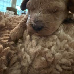 Yellow Collar - Red male Cavapoo puppy in Flowery Branch, Georgia from Hannah's Pups