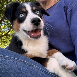 Dolly - Black tri female Miniature American Shepherd puppy in Tonasket, Washington from V5 Aussies
