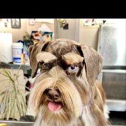 Charlie - Miniature Schnauzer