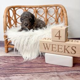 Jamaica - Merle female Goldendoodle puppy in from Pink Poodles and Doodles