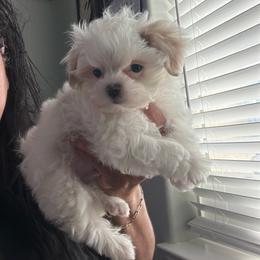 Boy1 - Parti male Maltipoo puppy in Southern,, California from Maltipoo Tiny Pups & More