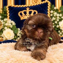 Prince Perfect - Chocolate and tan male Shih Tzu puppy in Xenia, Ohio from Crown & Tress Shih Tzu