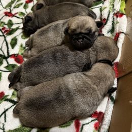 Pug Puppies from Vaubel Country Pugs