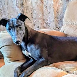 Whippet puppies from Amulet Charm