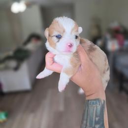 Mirabel - Sable merle and white female American Corgi puppy in Tallahassee, Florida from Koko's Korgis