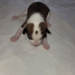 Girl 2 - Basenji puppy in Branchburg, New Jersey from Maringa Basenji