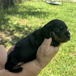 Sweet Potatoe - Black and tan female Dachshund puppy in Brooksville, Florida from Ween Acres