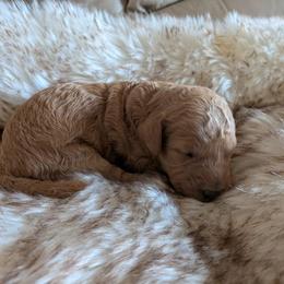 Sunny - Apricot female Goldendoodle puppy in Apache Junction, Arizona from Loving Doodle