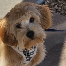 Cavapoochons from Razberry Meadows