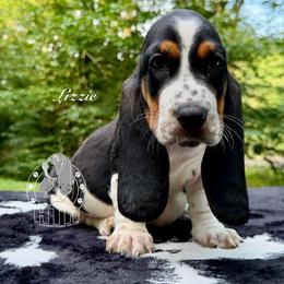 Lizzie - Black white and brown female Basset Hound puppy in Dingess, West Virginia from Tuckers' Howling Hounds
