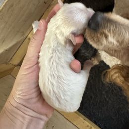 Ace - White male Maltipoo puppy in Mabelvale, Arkansas from Durham's Designer Poos