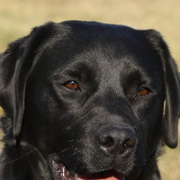 Labrador Retrievers from Shadowmyst Labradors